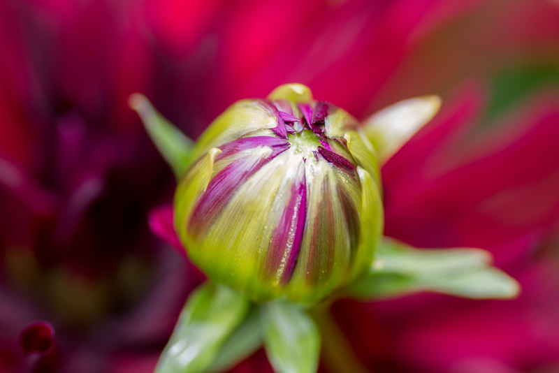 Brotes de flores | Shutterstock