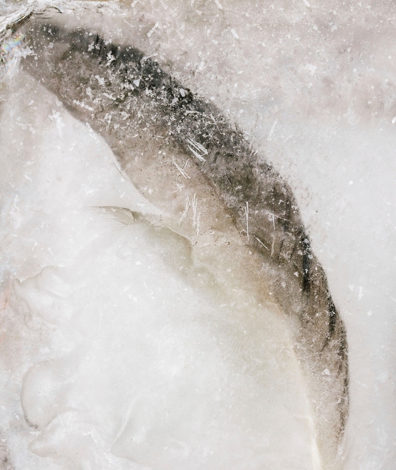 Pluma congelada | Alamy Stock Photo by mauritius images GmbH/Anke Doerschlen