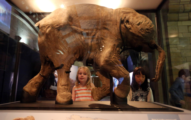 Lyuba: el bebé mamut | Getty Images Photo by Steve Parsons/PA Images