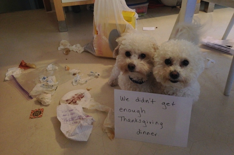 Acción de Gracias es para los perros | Imgur.com/PtKqxMr