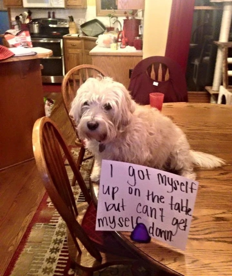 Puede que los perros aprendan algo | Reddit.com/ermahlerd