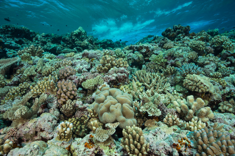 The Allen Coral Atlas Provides a Guide for Conserving Coral Reefs | Alamy Stock Photo