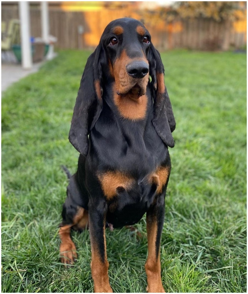 Lou mit den längsten Ohren | Instagram/@toodaloo.coonhounds