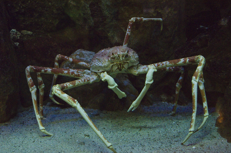 Die Beine dieser Krabbe sind der Wahnsinn | Shutterstock