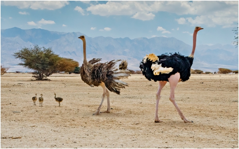 Der größte Vogel der Welt | Shutterstock