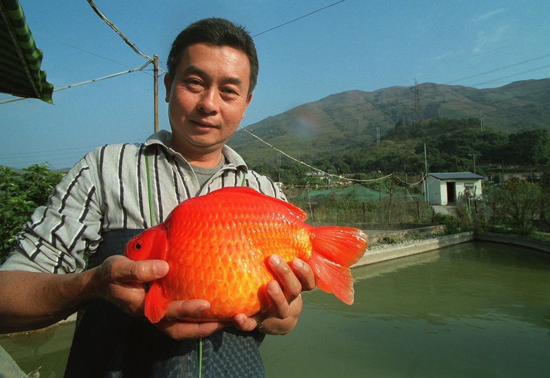 Pin Day Kam der riesige Goldfisch | Getty Images Photo by OLIVER TSANG/South China Morning Post