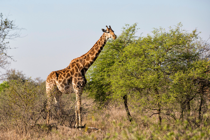 Giraffen sind so hoch wie ein einstöckiges Haus | Shutterstock
