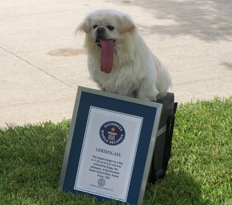 Dieser Hund hat den längsten Zeh | Facebook/@puggykisses