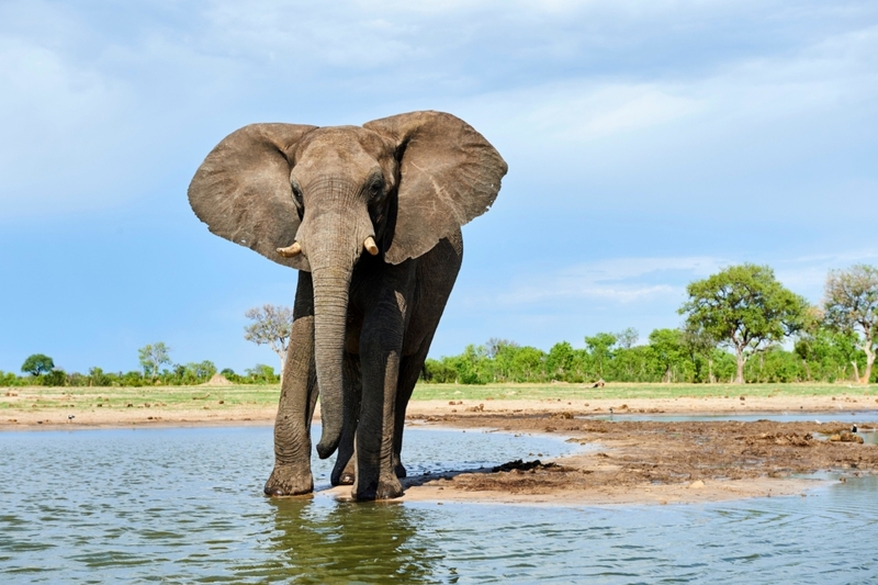 Der Afrikanische Elefant ist das größte Landtier | Alamy Stock Photo