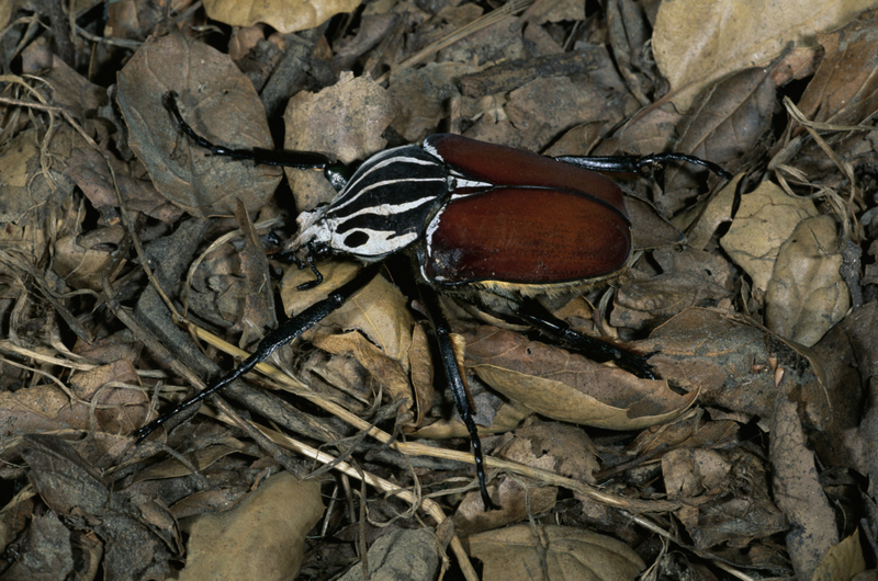 Der Goliath-Käfer | Getty Images Photo by David A. Northcott