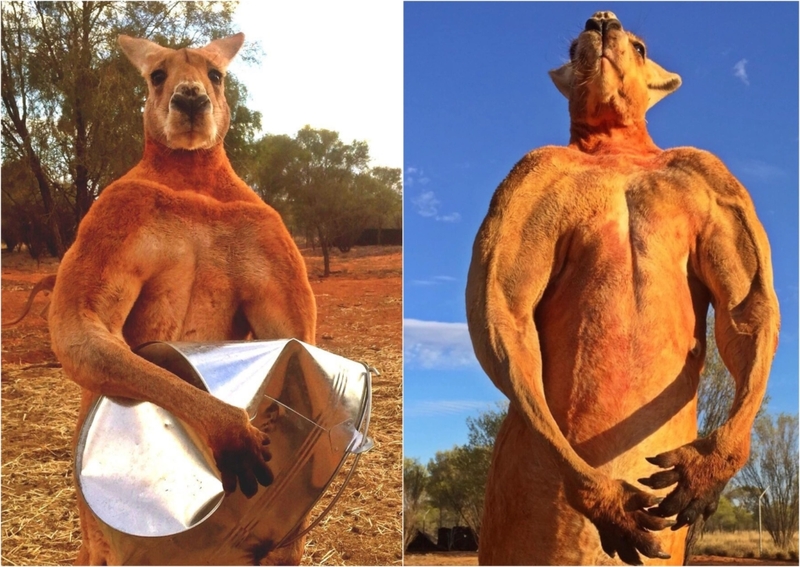 Das rote Känguru ist im Grunde ein Bodybuilder | Facebook/@thekangaroosanctuary
