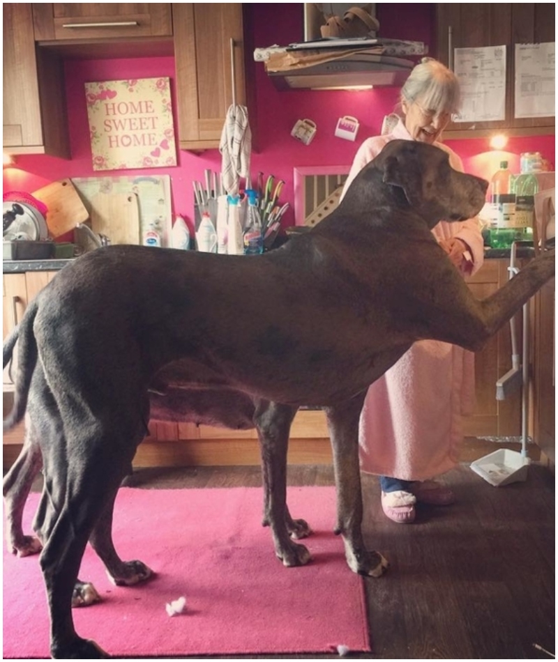 Die größte Deutsche Dogge aller Zeiten | Instagram/@freddygreatdane
