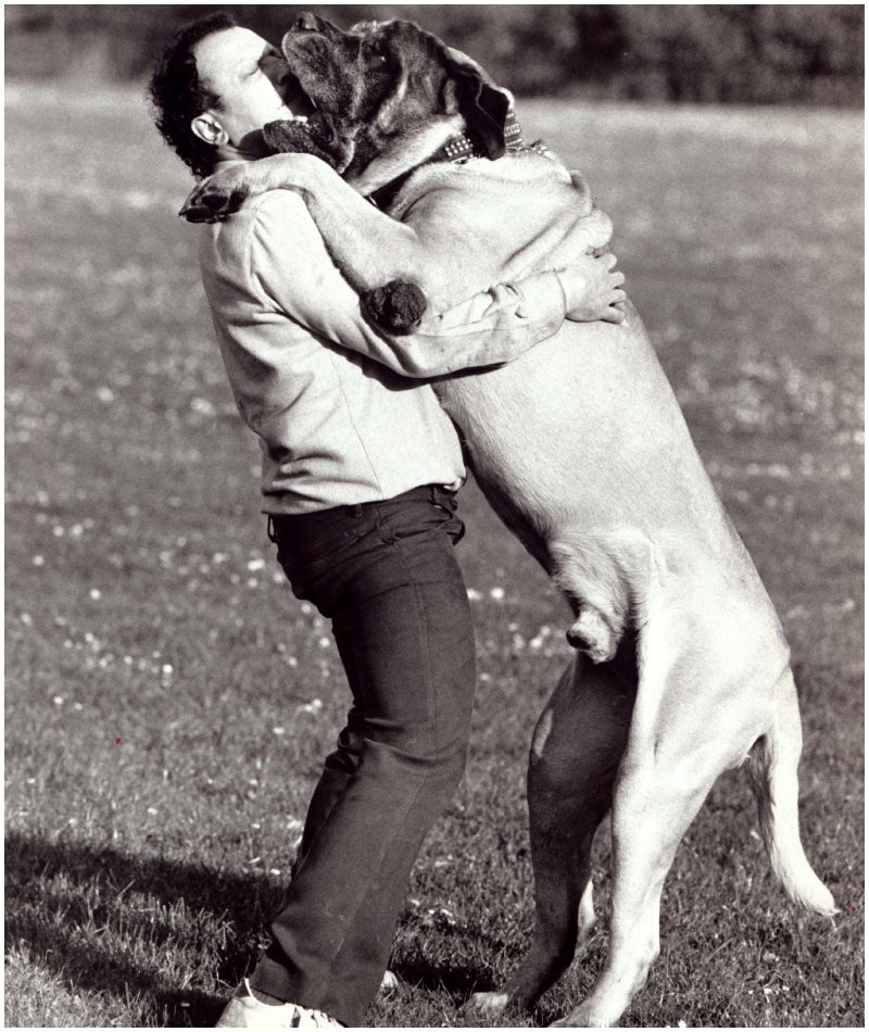 Zorba, die englische Riesendogge | Alamy Stock Photo