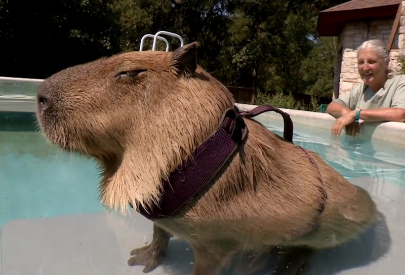 Gary das Capybara | Youtube.com/Animal Planet