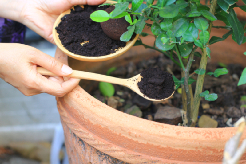 Café molido: Un fertilizante natural | Shutterstock