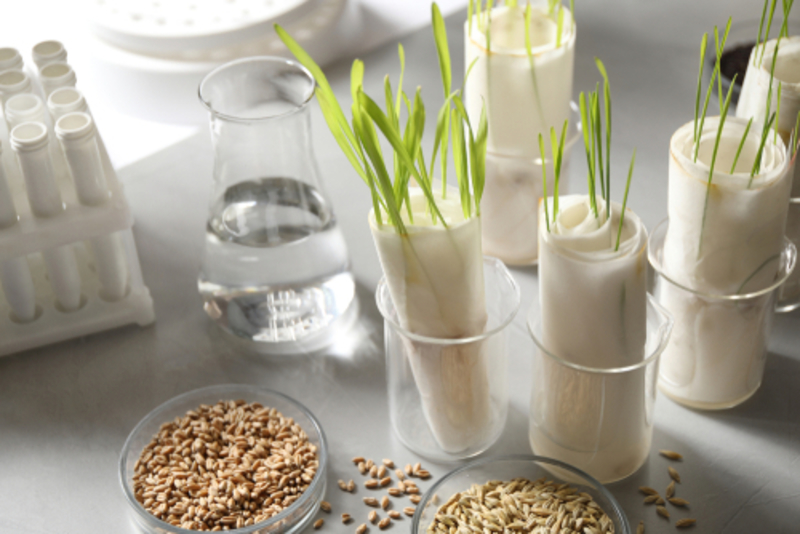 Toallas de papel para hidratar las plantas | Shutterstock