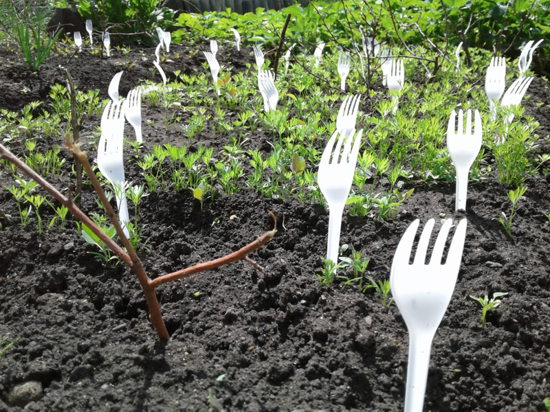 ¡Tenedor! Prueba este truco si Fido sigue orinando en tu preciado jardín | Shutterstock