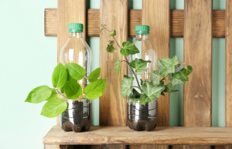 Utiliza botellas de plástico para hidratar las plantas | Shutterstock
