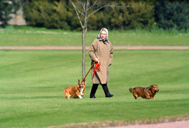 The Royal Doggies | Getty Images photo by Julian Parker/UK Press