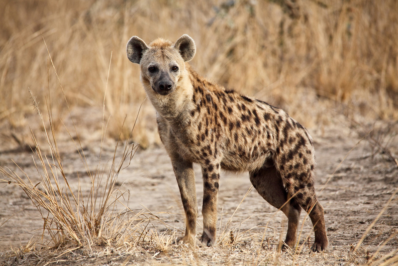 Hyänen | Shutterstock