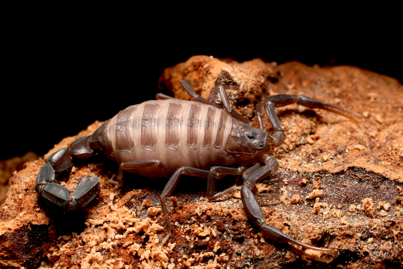 Der Dickschwanzskorpion | Shutterstock