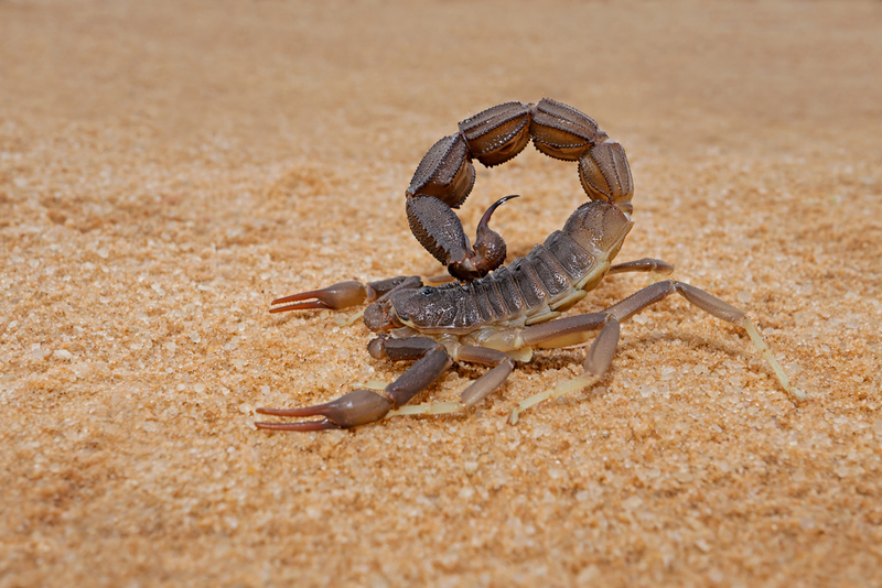 Der schwarze haarige Dickschwanzskorpion | Shutterstock