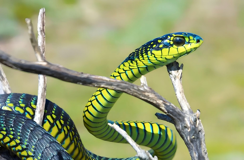 Boomslang - Schlangen | Shutterstock