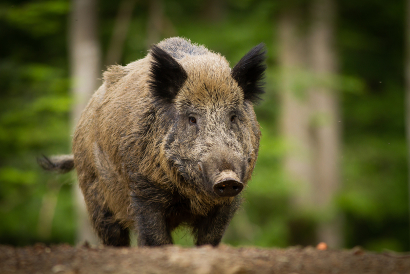 Wildschweine | Shutterstock