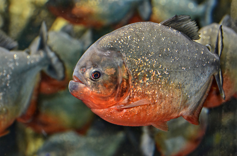 Der rote Piranha | Shutterstock