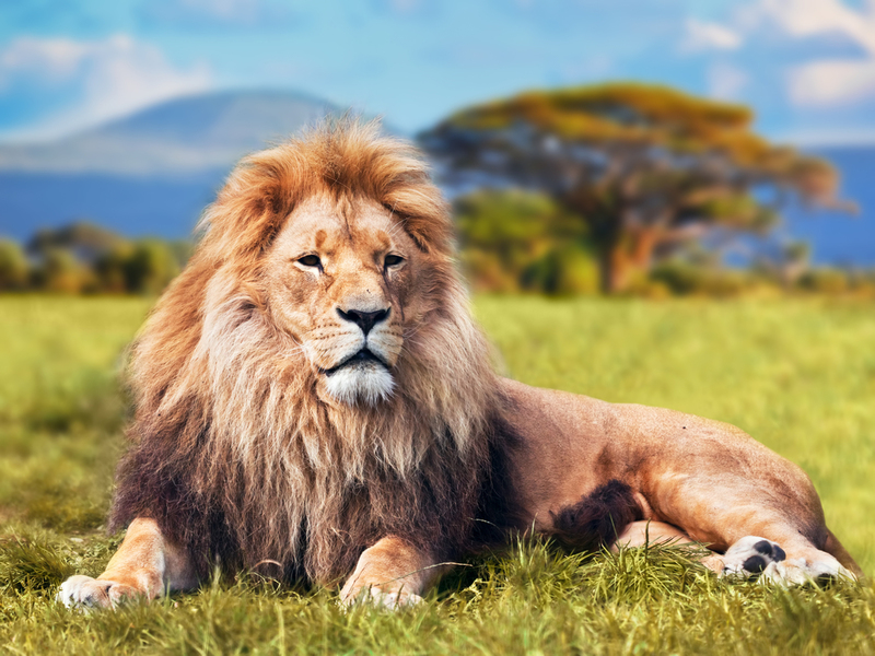 Der afrikanische Löwe | Shutterstock