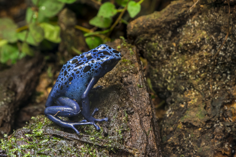 Blauer Pfeilgiftfrosch | Getty Images Photo by Philippe Clement
