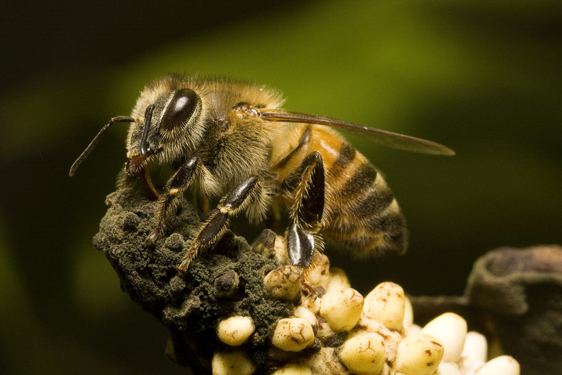 Afrikanisierte Honigbiene (Killerbiene) | Shutterstock