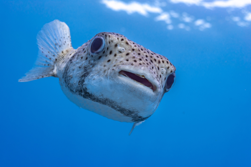 Der Kugelfisch | Shutterstock