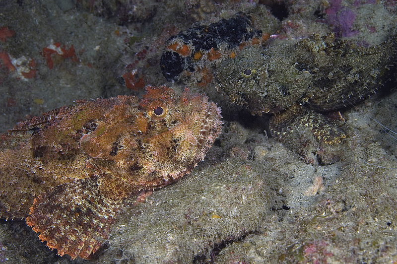 Er ist als der giftigste Fisch der Welt bekannt. Er liegt getarnt auf dem Meeresgrund und wartet geduldig auf seine Beute. Dieser Fisch verfügt über giftige Neurotoxine, die er aus den Drüsen an der Basis seiner Rückenflossenstacheln ausstößt, wenn er gestört oder bedroht wird. Er verschlingt sein Opfer in nur 0,015 Sekunden, indem er sein Maul sehr schnell öffnet. Aufgrund ihrer Ähnlichkeit mit Felsen oder Korallen sind sie nicht leicht zu erkennen. Sie können auch außerhalb des Wassers bis zu 24 Stunden überleben. | Getty Images Photo by Wild Horizons