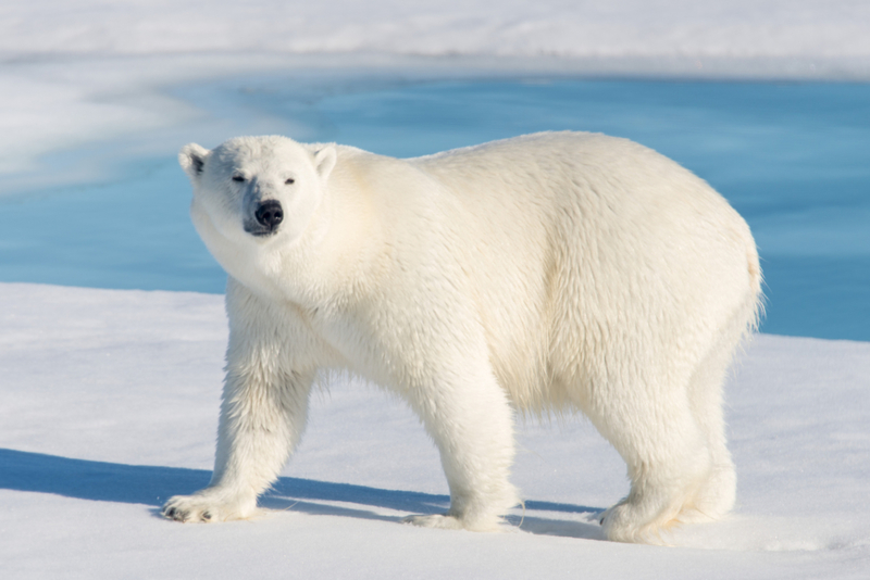 Der Eisbär | Getty Images Photo by Alexey Seafarer