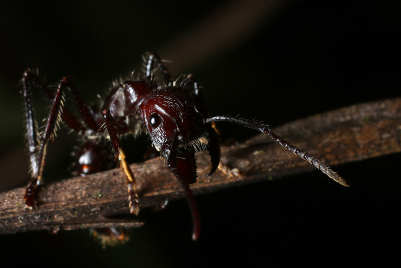 24 - Stunden - Ameise (engl. Bullet Ant) | Shutterstock