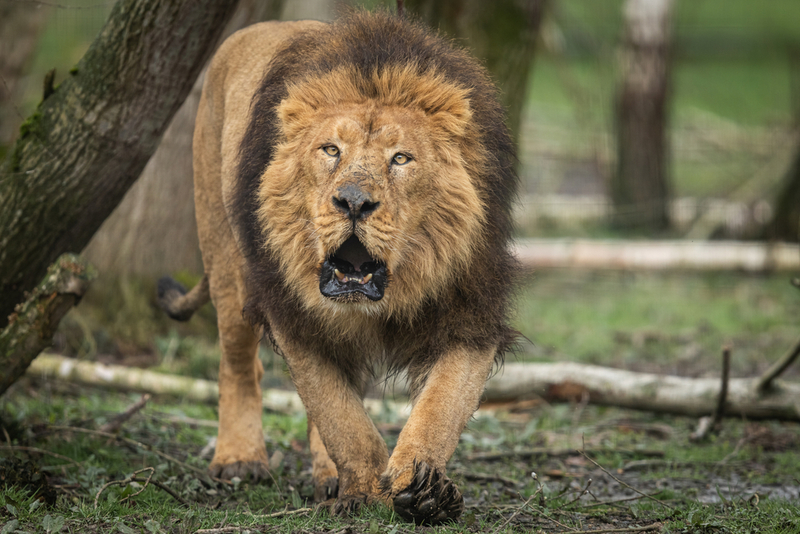 Asiatische Löwen | Shutterstock
