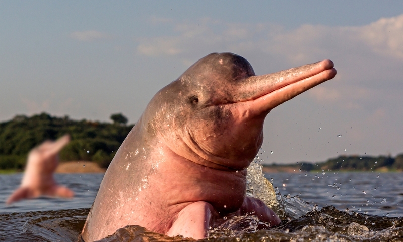 Meet the Pink Amazon River Dolphin | Shutterstock photo by Kushan Nirmal 369
