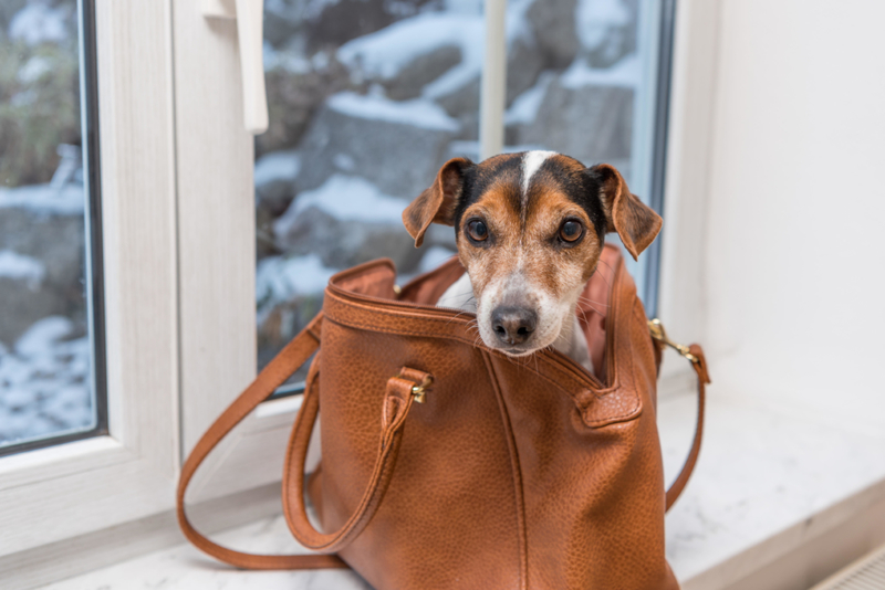 Die Hundetasche | Alamy Stock Photo by Karoline Thalhofer