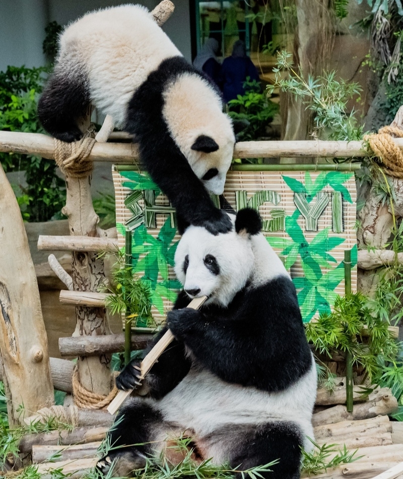Mama, was machst du? | Getty Images Photo by Zhu Wei