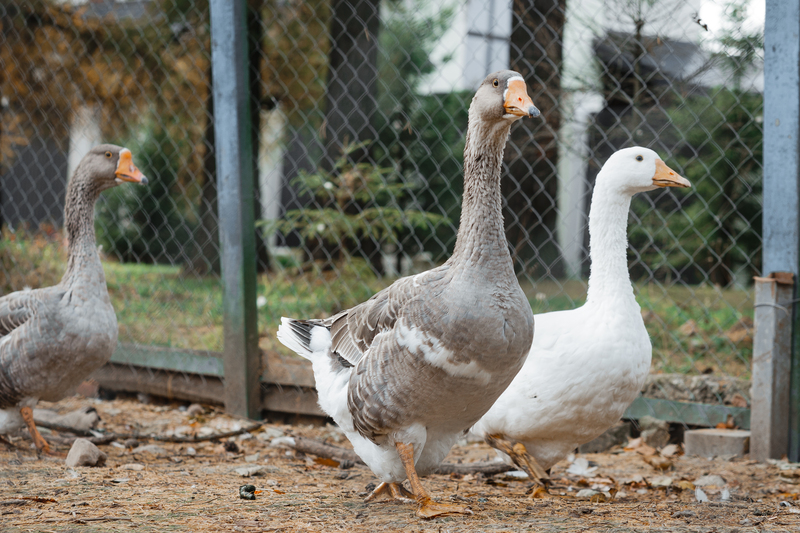 Taking Your Duck for a Walk | Shutterstock