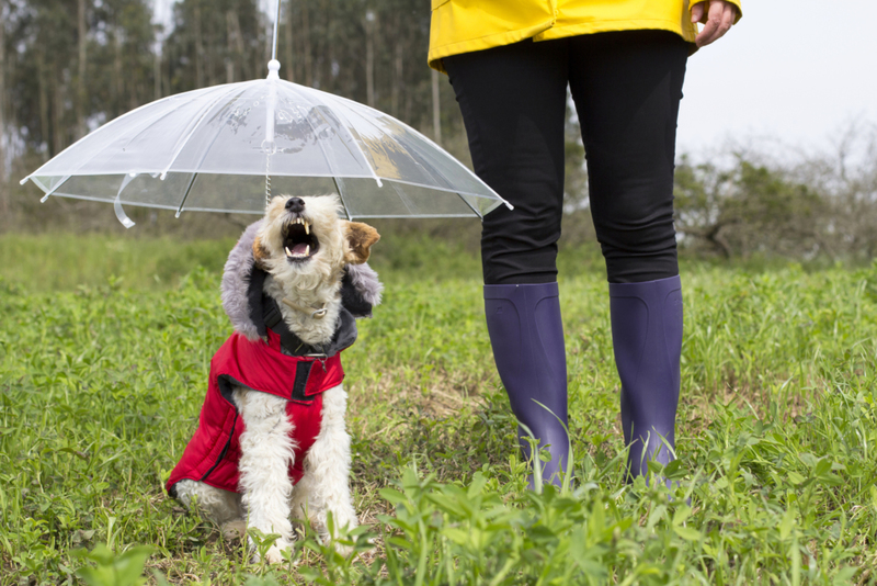 Protege a tu perro de la lluvia | Getty Images Photo by paula sierra