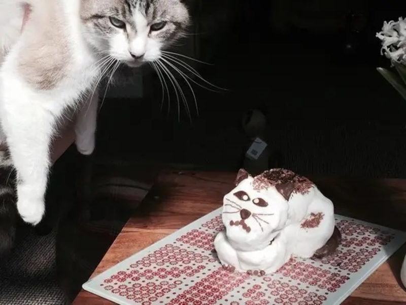The Cat’s Meow | Reddit.com/Olibobs