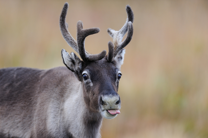 No, I Don't Have a Red Nose! | MM.Wildlifephotos/Shutterstock