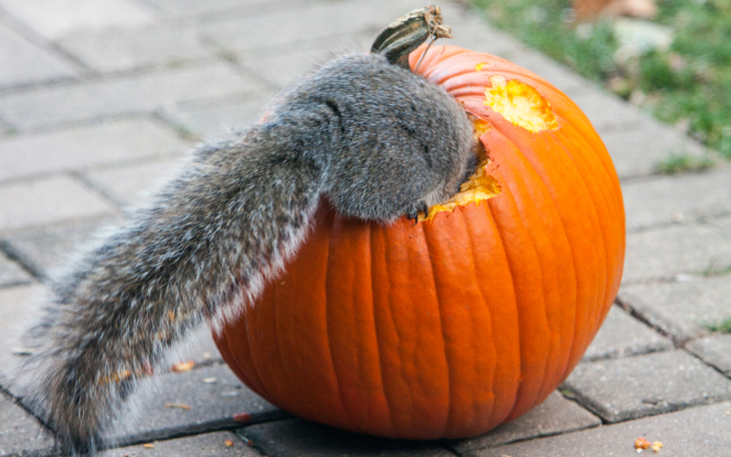 Trick, Treat, or Nut? | Getty Images Photo by Andrew Woodley/Universal Images Group