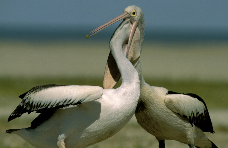 A Pelican Dentist? | Getty Images Photo by Auscape/Universal Images Group