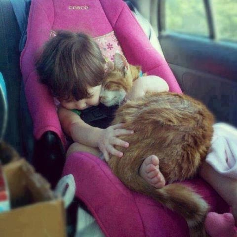 Kitten Hugs and Baby Snugs  | Imgur.com/UC5qf