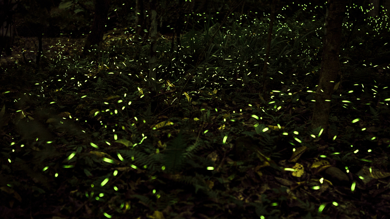These Glow in the Dark Plants Could Reduce Light Pollution | Shutterstock