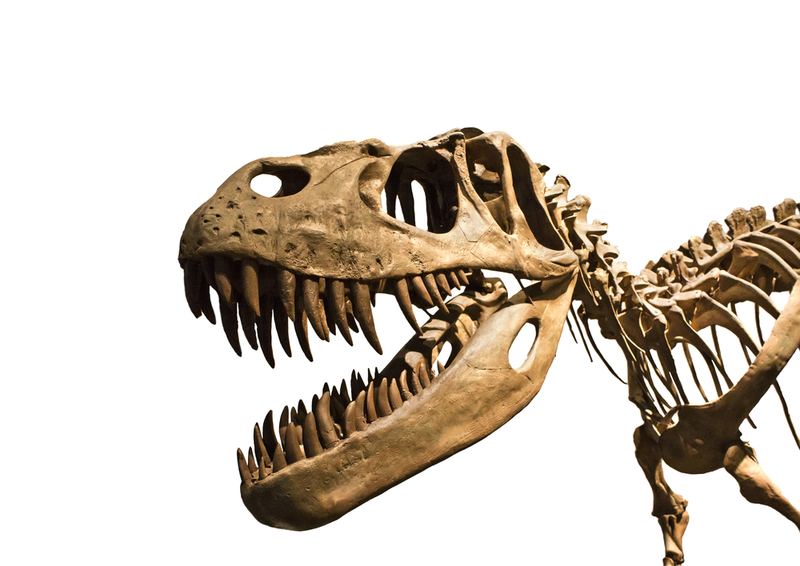 A New Dino-Discovery | Shutterstock