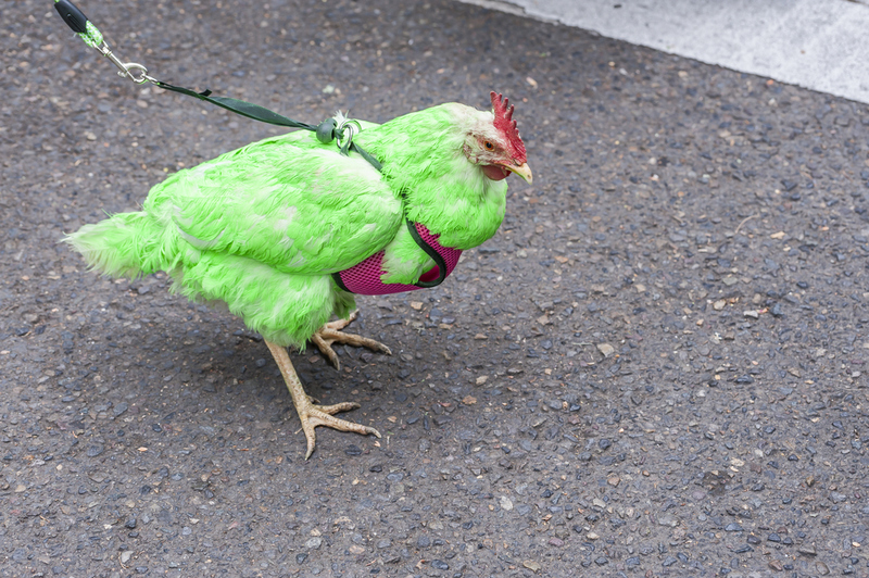 Chicken Harness and Leash | Shutterstock